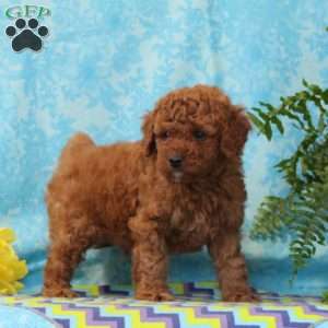 Teddy, Cavapoo Puppy